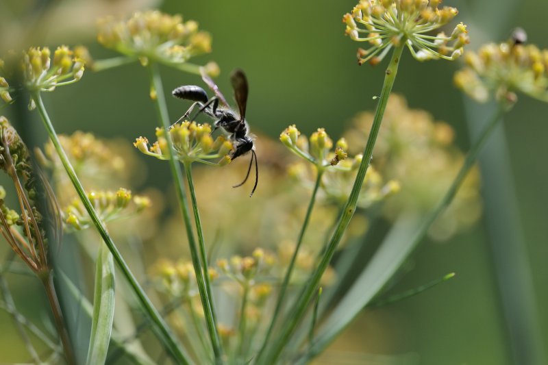 GUÊPE NOIRE sur fenouil. Jardin. LISE JALOUX